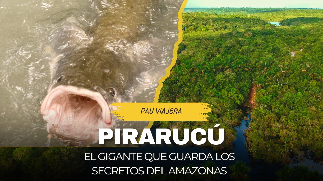 Pirarucú – El gigante que guarda los secretos del Amazonas